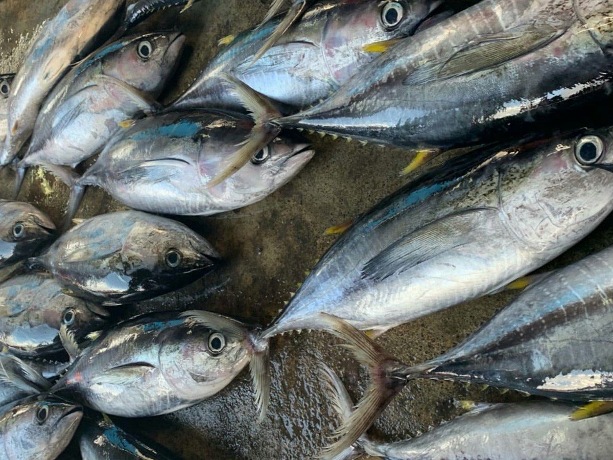 PT. UDAYA CAKRA INDOTAMA - TUNA22