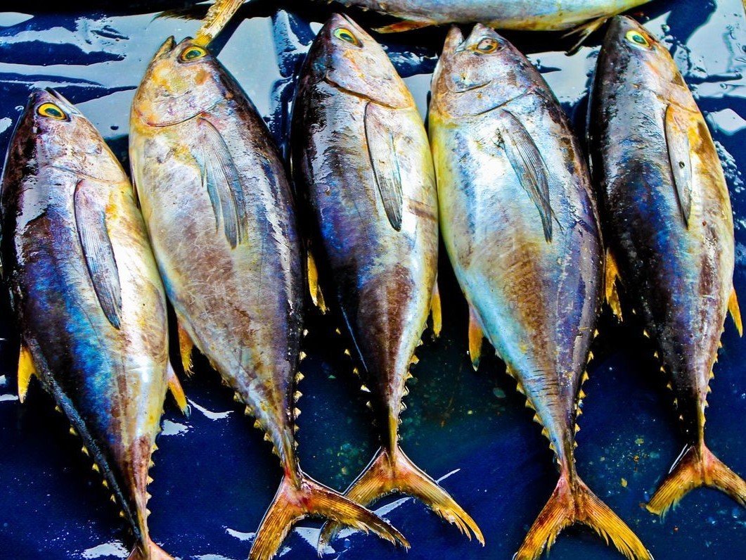 PT. UDAYA CAKRA INDOTAMA - TUNA24