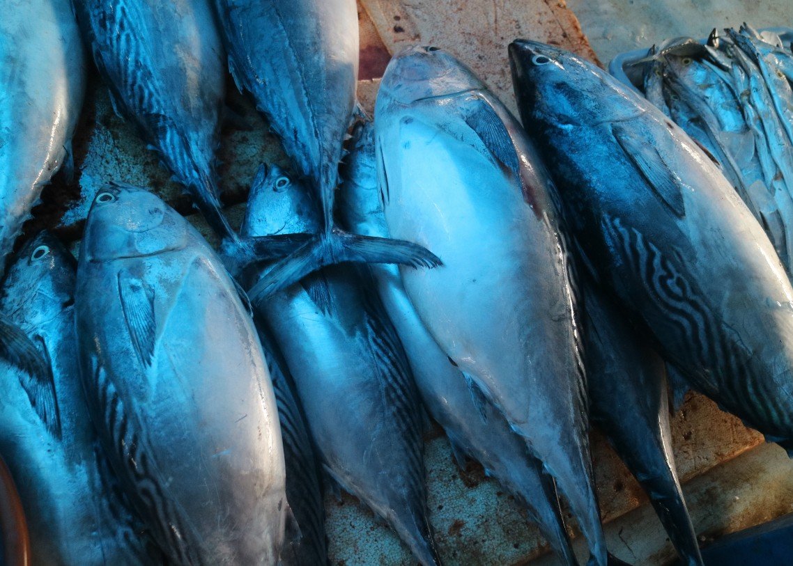 Udaya Cakra Indotama